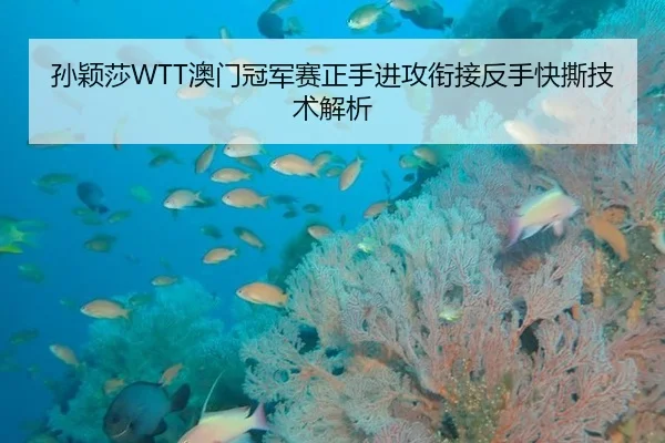 孙颖莎WTT澳门冠军赛正手进攻衔接反手快撕技术解析